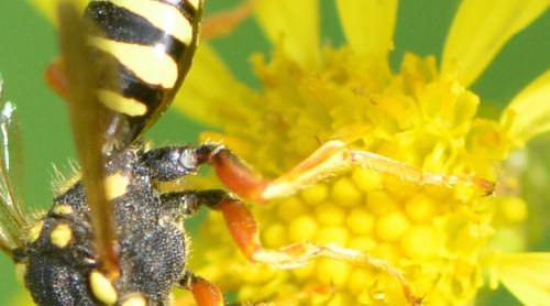 Nomada sp.